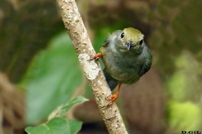 RENDEIRA (Manacus manacus) (H)